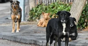 İngiltere'den tehlikeli köpek ırklarına yeni düzenleme