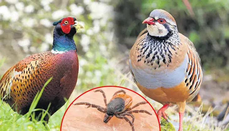 Kene ve zararlılarla doğal mücadele sürüyor Bu yıl 51 bin keklik ve sülün doğaya bırakılacak