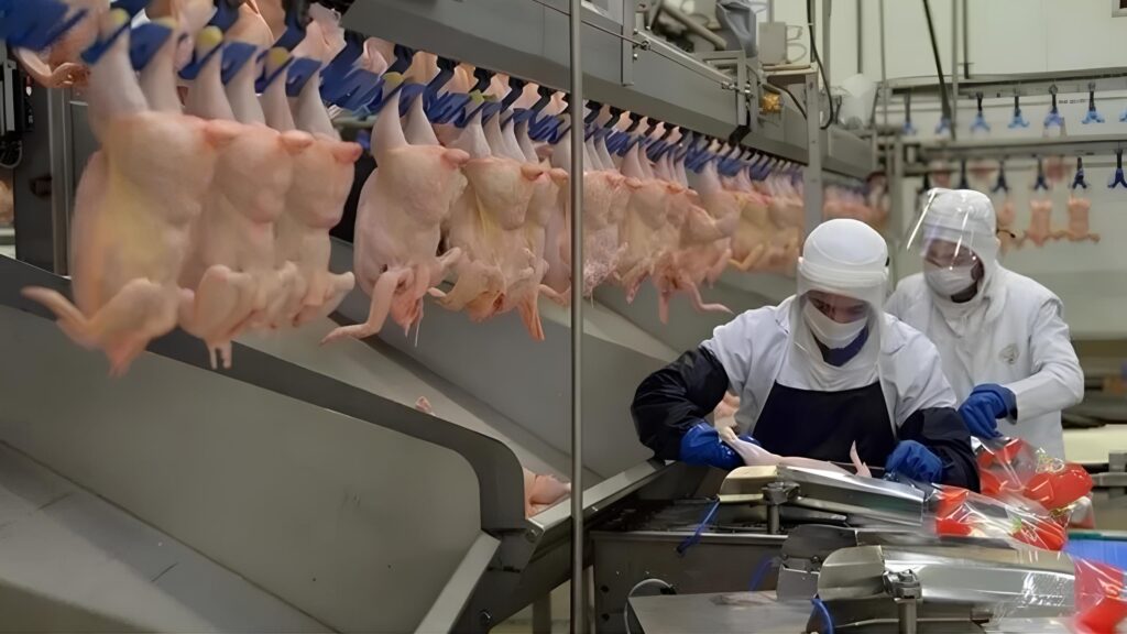 Tavuk fiyatlarında yeni zam endişesi Kilogramı 500 liraya çıkabilir