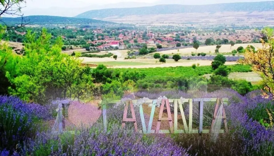 Kuyucak'ta lavanta sezonu başladı: Mor tarlalar ziyaretçilerini ağırlıyor