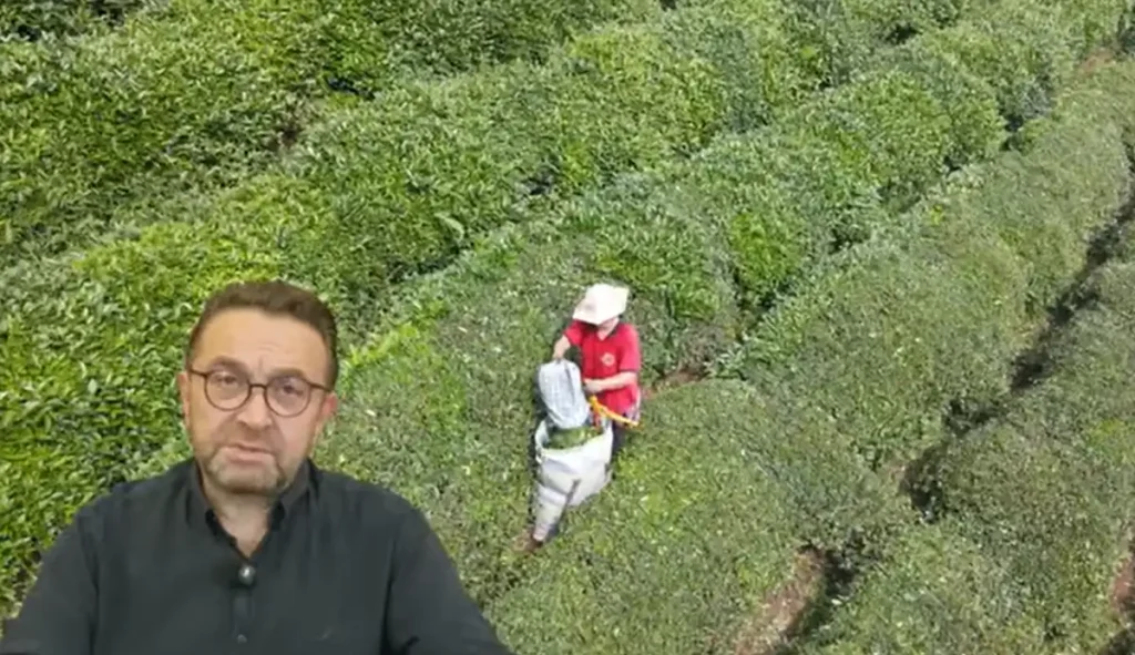 Rize Ticaret Borsası Başkanı Erdoğan'dan ikinci sürgün çay sezonu uyarısı