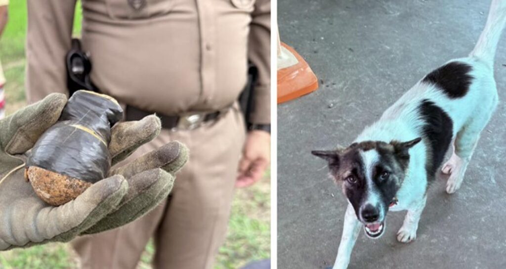 Köpeğin eve getirdiği cisim polisi alarma geçirdi: Facia son anda önlendi