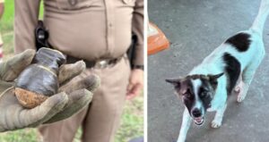 Köpeğin eve getirdiği cisim polisi alarma geçirdi: Facia son anda önlendi