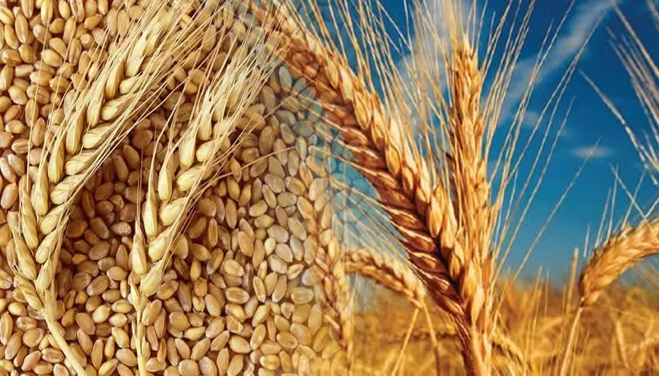 Türkiye tarımda rekor kırdı: 2025'te 83,2 milyar dolarlık hasıla