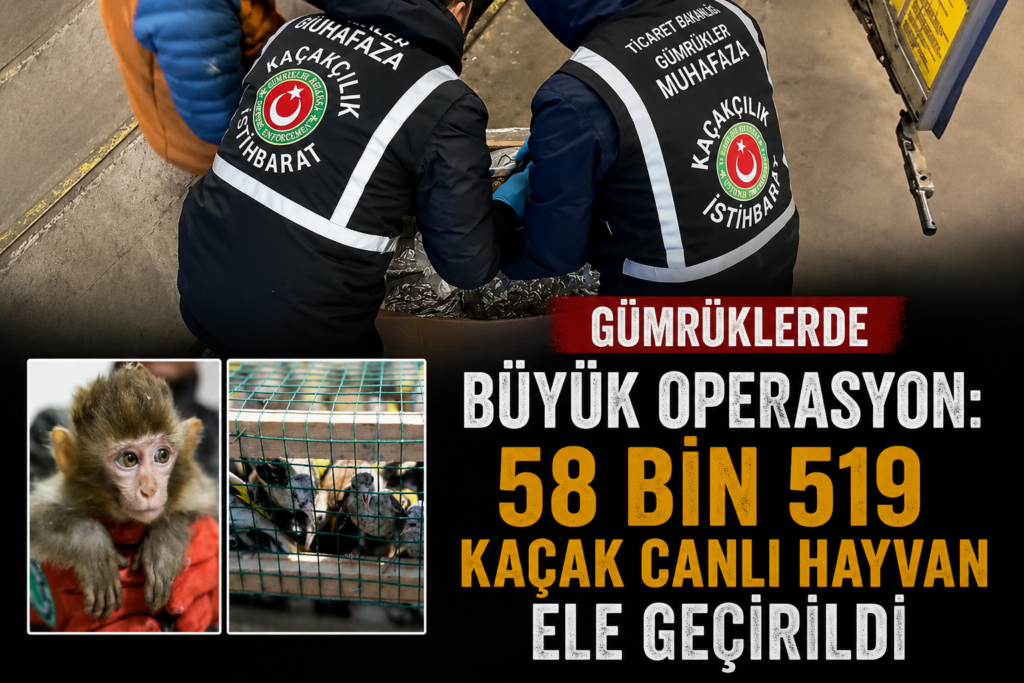 Gümrüklerde büyük operasyon 58 bin 519 kaçak canlı hayvan ele geçirildi
