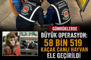 Gümrüklerde büyük operasyon 58 bin 519 kaçak canlı hayvan ele geçirildi