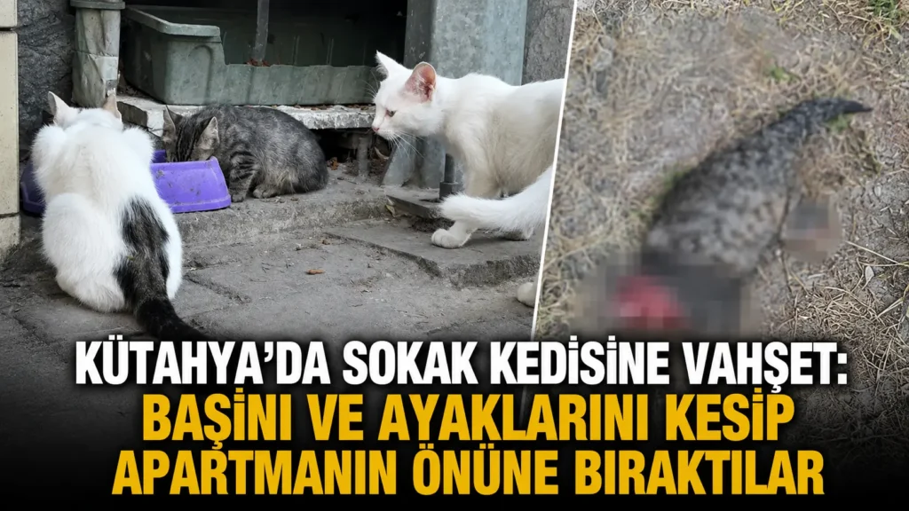 Kütahya’da Sokak Kedisine Vahşet Başını ve Ayaklarını Kesip Apartmanın Önüne Bıraktılar