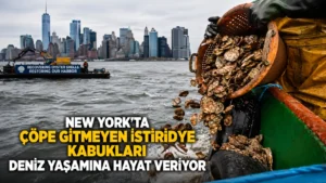 New Yorkta çöpe gitmeyen istiridye kabukları deniz yaşamına hayat veriyor (1)
